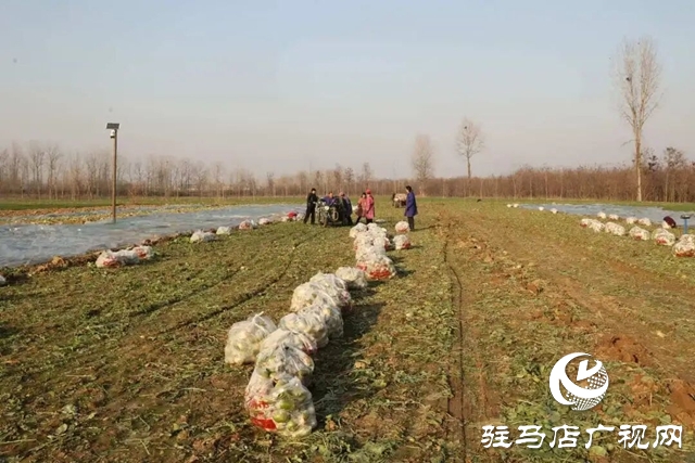 正陽縣大林鎮(zhèn)：沙土地里結(jié)出“致富果” 特色種植鋪就富民路