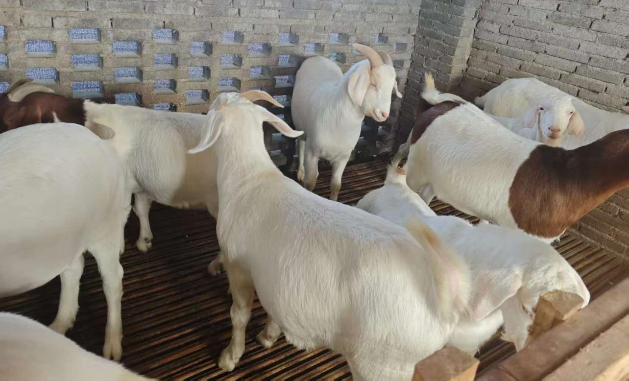 駐馬店市動(dòng)物疫病防疫檢疫中心發(fā)布2026年元月份動(dòng)物疫病預(yù)警預(yù)報(bào)