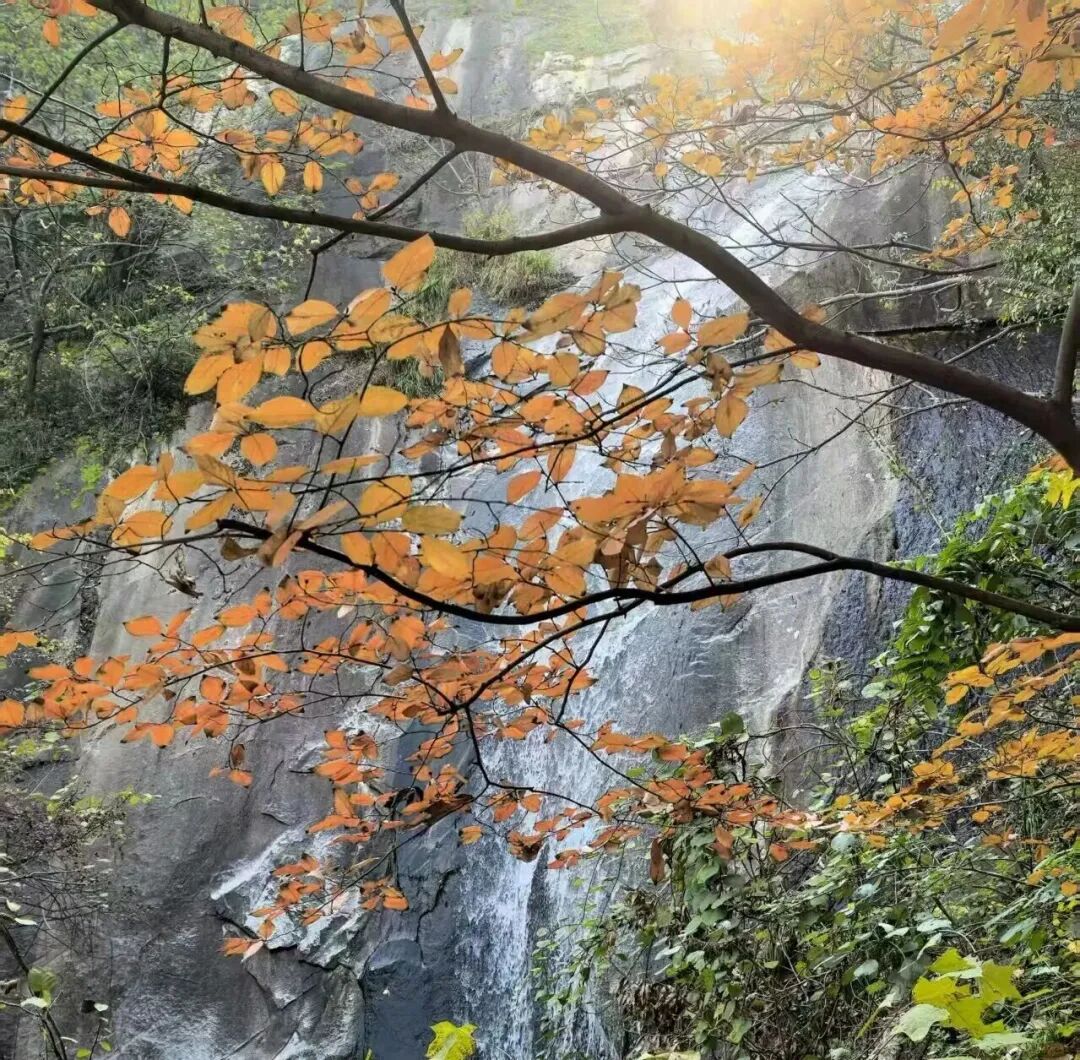 金頂山13天免票暢玩，山水詩(shī)意邀您入畫(huà)！
