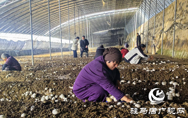 驛城區(qū)胡廟鄉(xiāng)：雙孢菇撐開“致富傘” 產(chǎn)業(yè)振興跑出“加速度”