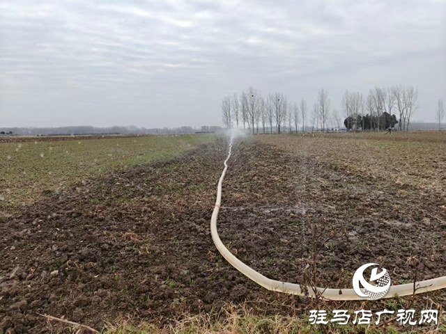 泌陽縣郭集鎮(zhèn)：扎實開展冬季小麥田間管理 筑牢夏糧豐收根基