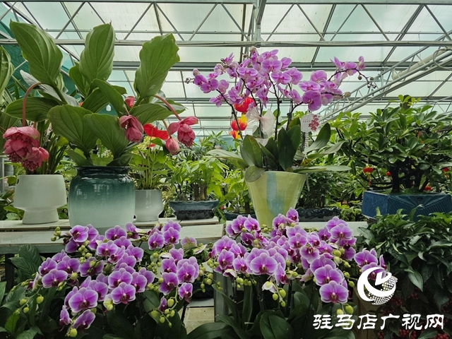 姹紫嫣紅迎新年 駐馬店年宵花市銷(xiāo)售持續(xù)升溫