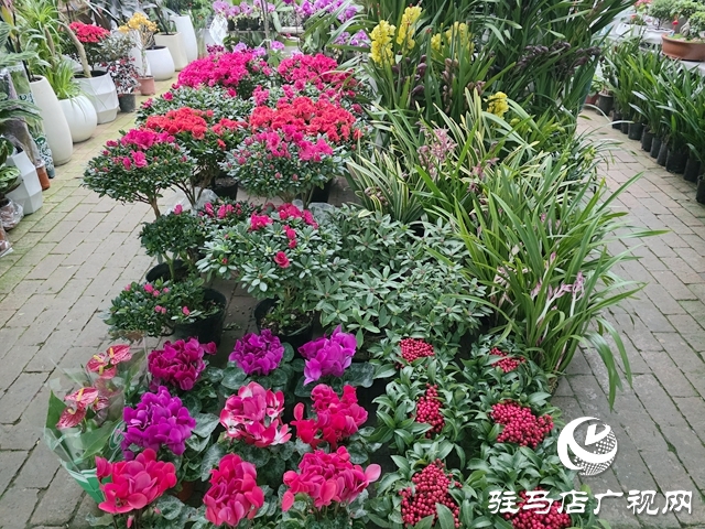 姹紫嫣紅迎新年 駐馬店年宵花市銷(xiāo)售持續(xù)升溫