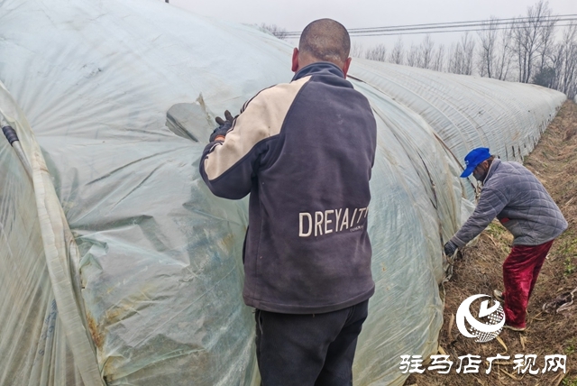 平輿縣老王崗鄉(xiāng)白龍廟村：寒冬大棚春意濃 面條菜拓寬增收路