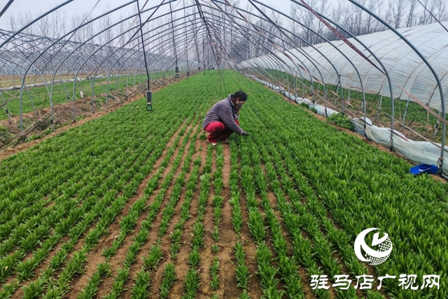 平輿縣老王崗鄉(xiāng)白龍廟村：寒冬大棚春意濃 面條菜拓寬增收路