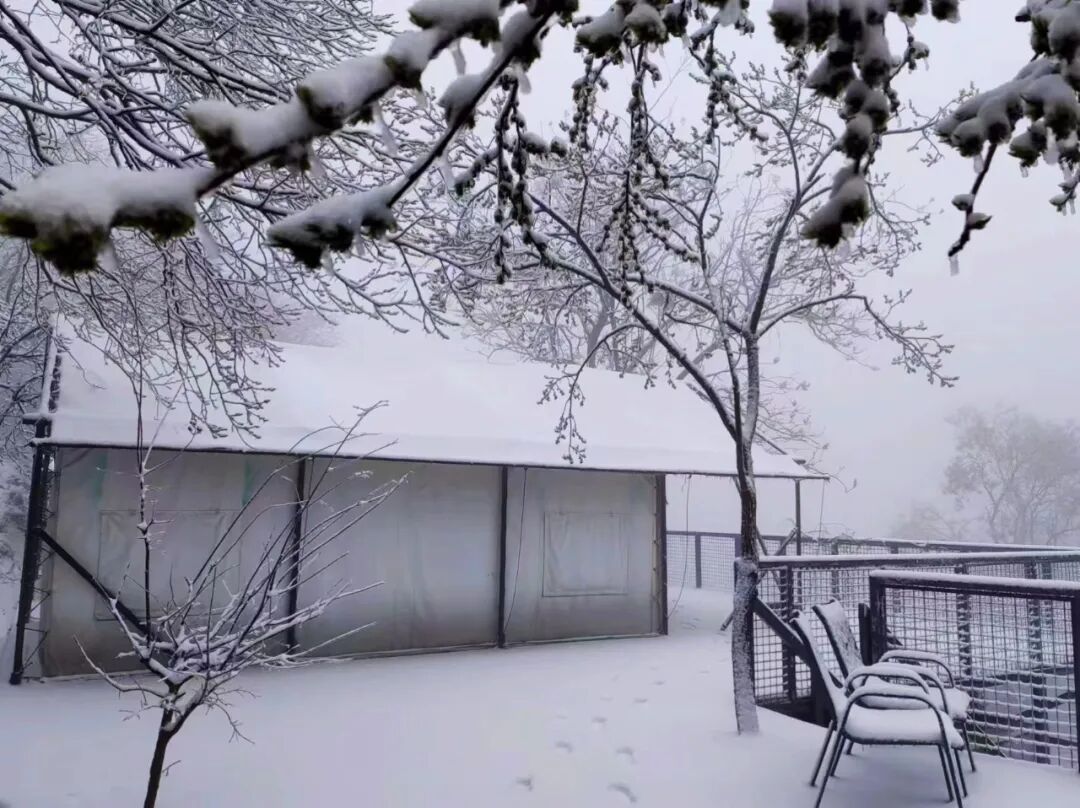 雪落無(wú)聲，詩(shī)意滿(mǎn)天中