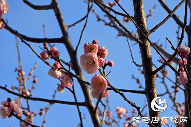 駐馬店：梅花進入盛花期 成冬日靚麗風景