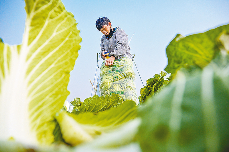 小寒農(nóng)事忙