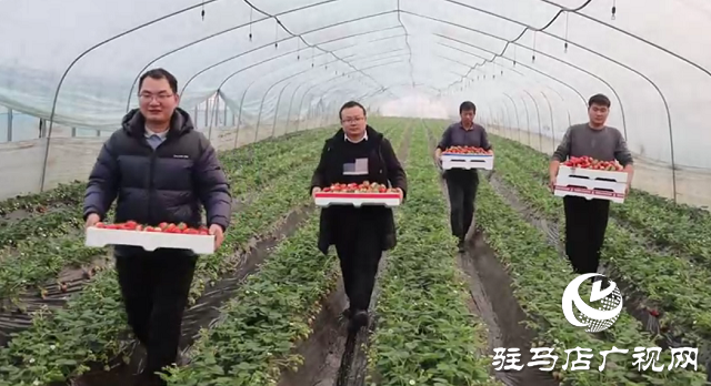新蔡縣余店鎮(zhèn)二宋莊村：草莓飄香產(chǎn)業(yè)興 特色種植促振興