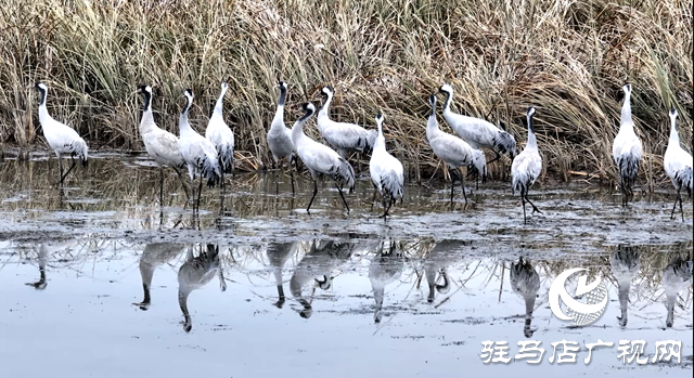 陳東洋：七年守護濕地 為十萬候鳥護航