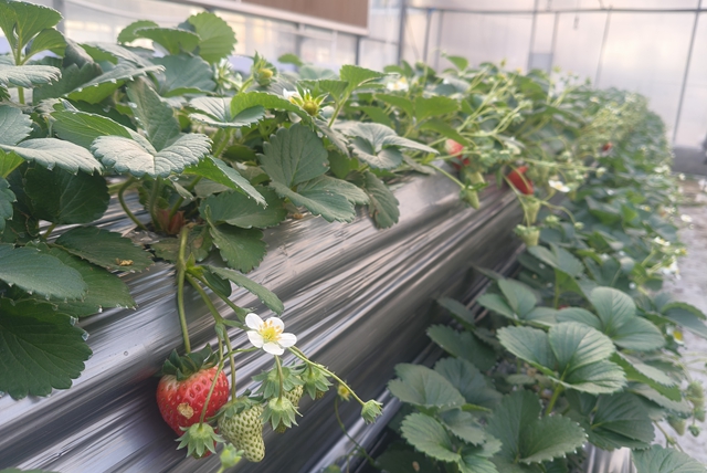 “空中草莓”熟了！ 市民可入園采摘