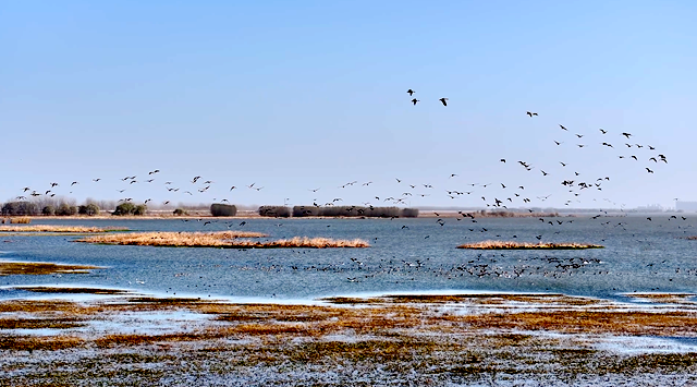 陳東洋：七年守護濕地 為十萬候鳥護航