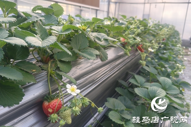 “空中草莓”熟了！ 市民可入園采摘