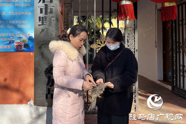 受傷紅隼安家駐馬店 市野生動物救助站暖心守護(hù)
