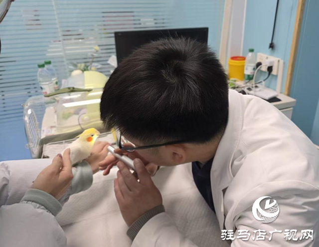 異寵如何溫暖過冬？寵物專家發(fā)布冬季養(yǎng)護指南