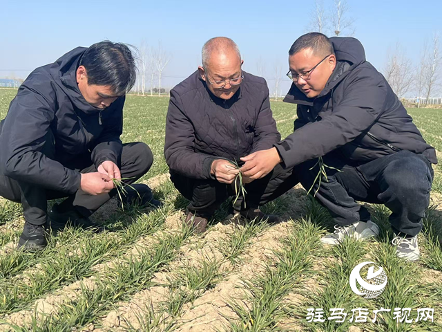 劉振芳：四十年堅守田埂 為鄉(xiāng)親蹚出增收路