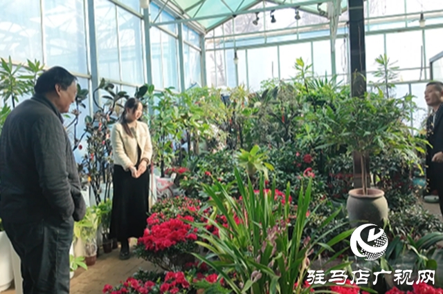 駐馬店：年宵花市春意濃 “美麗經(jīng)濟”迎新年