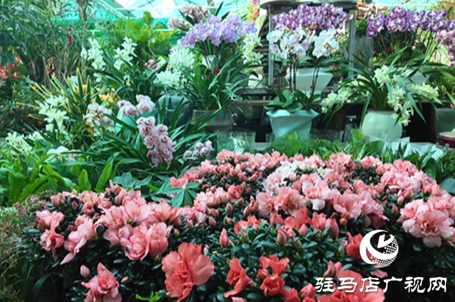 駐馬店：年宵花市春意濃 “美麗經(jīng)濟”迎新年