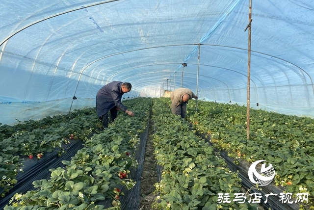 驛城區(qū)：冬日“莓”景如畫 特色采摘富了農(nóng)家