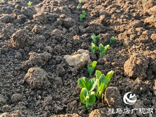 泌陽(yáng)縣郭集鎮(zhèn)：一顆豌豆的“逆襲” 從閑田作物到致富支柱