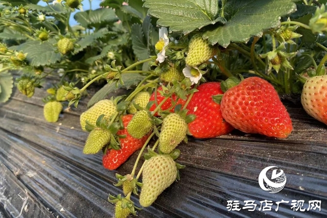 驛城區(qū)：冬日“莓”景如畫 特色采摘富了農(nóng)家