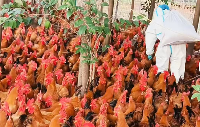 正陽縣：生態(tài)養(yǎng)殖“啄”開鄉(xiāng)村振興致富門