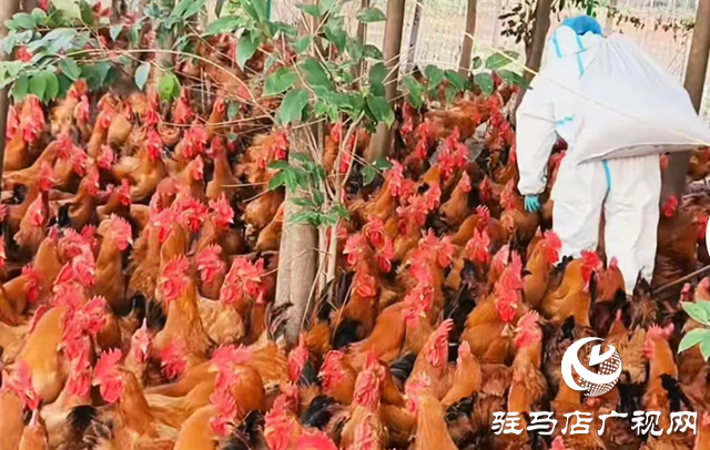正陽縣：生態(tài)養(yǎng)殖“啄”開鄉(xiāng)村振興致富門