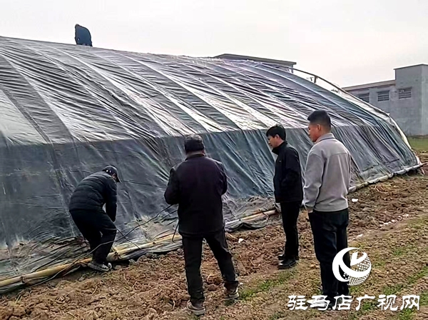 平輿縣萬金店鎮(zhèn)：大棚產(chǎn)業(yè)“搭骨架” 鄉(xiāng)村振興“添動(dòng)能”