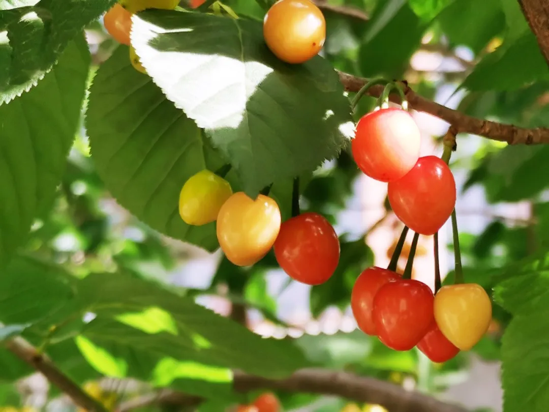 嘉源畫館——小城星火 如何照亮國展之路