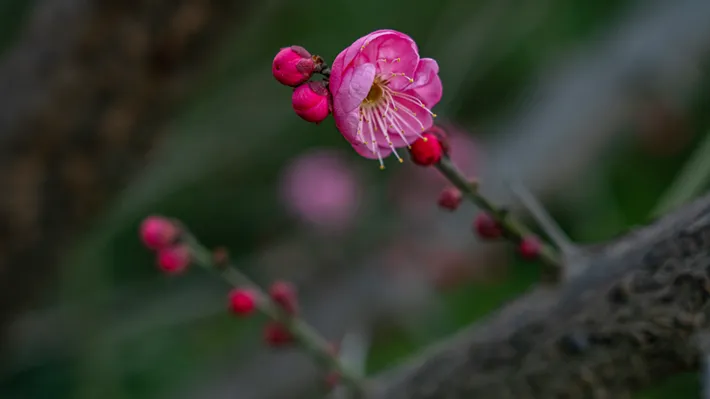 縣區(qū)動態(tài) | 梅綻枝頭俏 風(fēng)輕粉蕊香