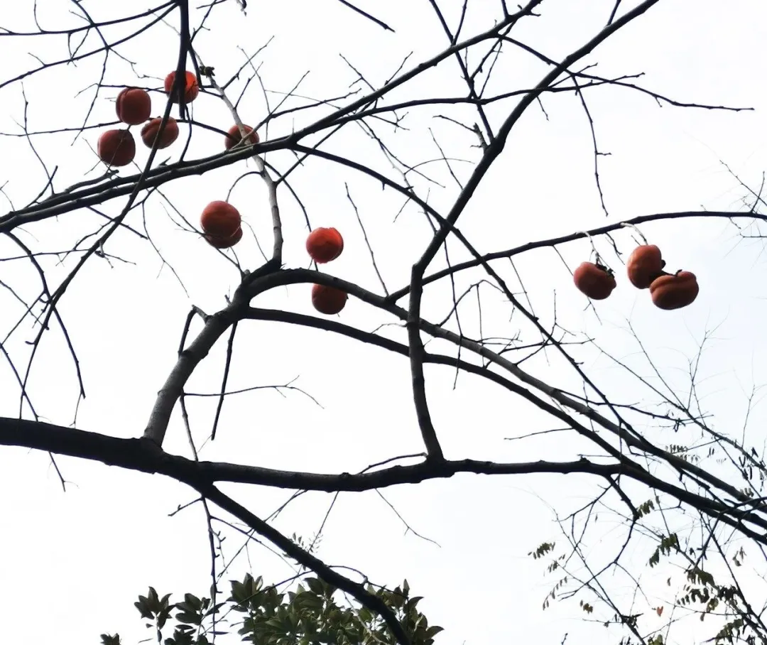 嘉源畫館——小城星火 如何照亮國展之路