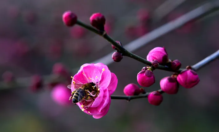 縣區(qū)動態(tài) | 梅綻枝頭俏 風(fēng)輕粉蕊香