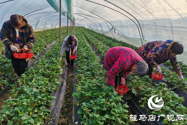 平輿縣陽城鎮(zhèn)張萬寨村：冬日大棚果飄香 親子采摘樂融融