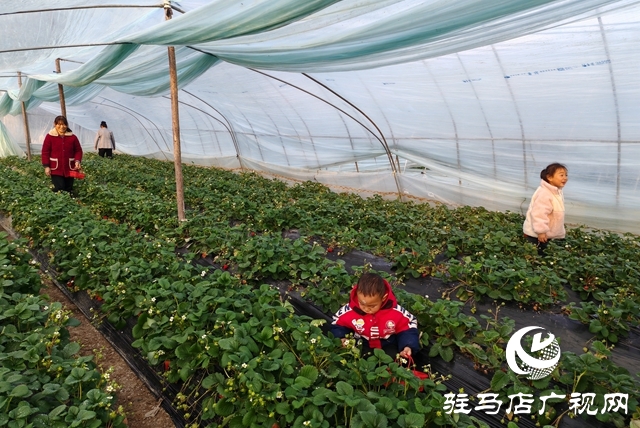 平輿縣陽城鎮(zhèn)張萬寨村：冬日大棚果飄香 親子采摘樂融融