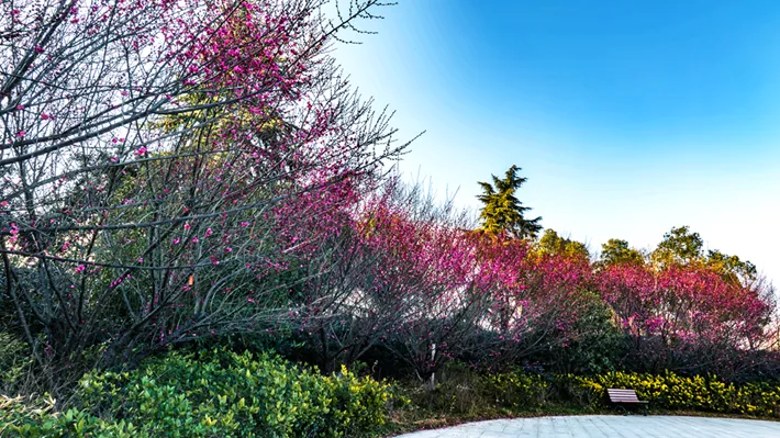 縣區(qū)動態(tài) | 梅綻枝頭俏 風(fēng)輕粉蕊香