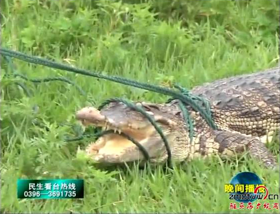 鱷魚(yú)驚現(xiàn)汝河遂平段