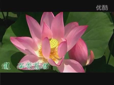 清風(fēng)作伴茶香遠(yuǎn)，守望陽(yáng)光自成廉